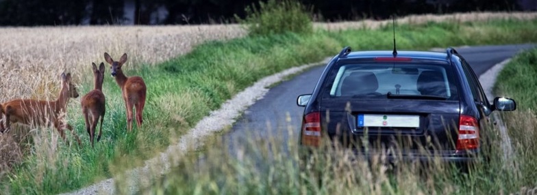 Sinistre avec un animal : comment faire votre déclaration à votre assurance auto ?