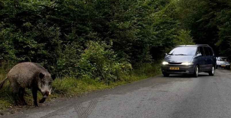 Sinistre avec un animal : une assurance auto couvre-t-elle ce genre d’accident ?